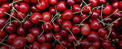 اجاره فضای سردخانه گیلاس و آلبالو